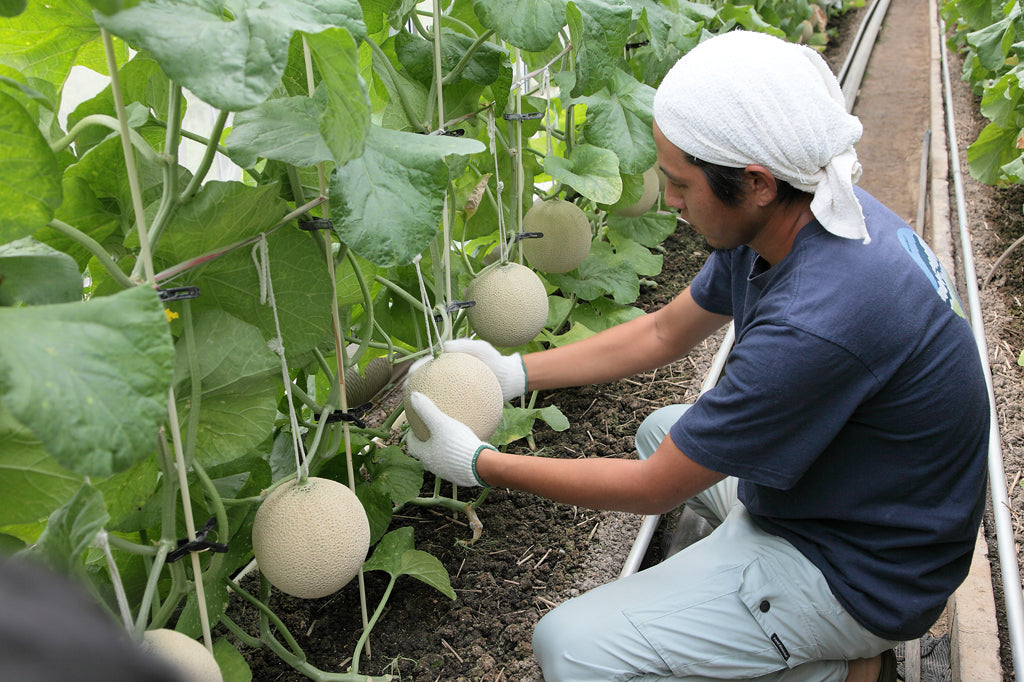 夏の贈り物 クラウンメロン 山 等級 1玉