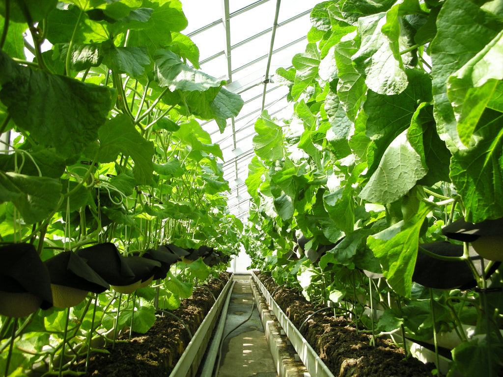 ◆父の日限定◆クラウンメロン ちょっぴり小玉 サイズ